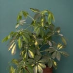 Schefflera植物