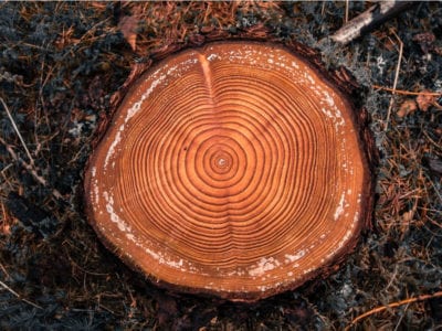 砍伐的原木上有年轮