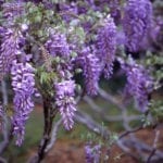 紫藤葡萄