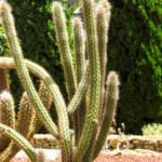 cleistocactus cactusjpg