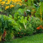 花园与叶茂盛蔬菜