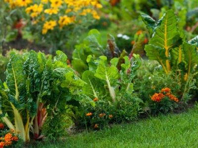 带叶蔬菜的花园