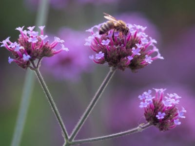 蜂蜜蜜蜂在马鞭草碧纳西斯