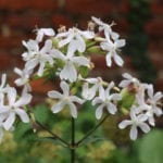 白色肥皂草的花