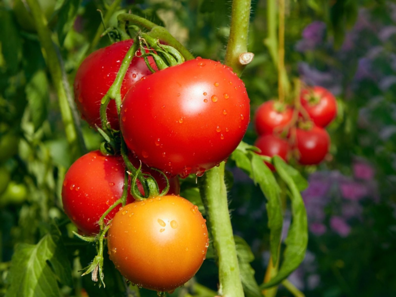 红色,成熟的西红柿