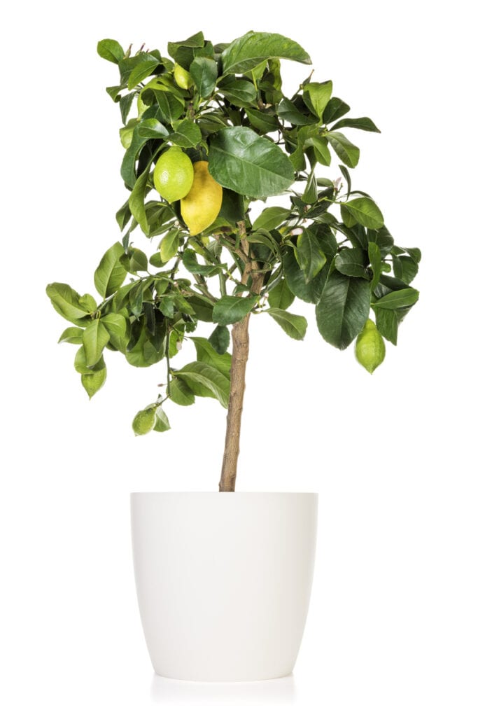 盆栽柠檬树，白色背景上有几个独立的果实