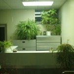 办公室植物
