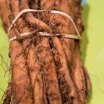 Salsify Root1.