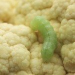 花椰菜蠕虫