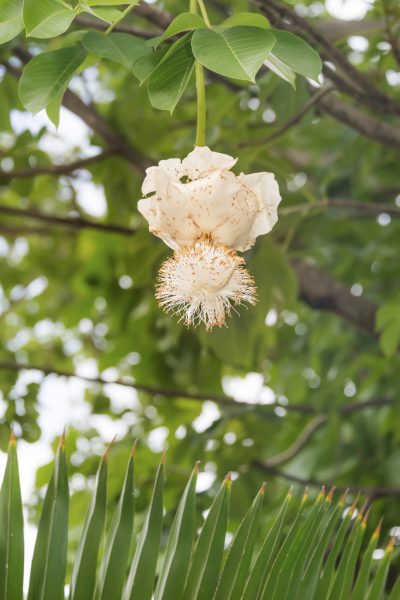 Baobob Flower.