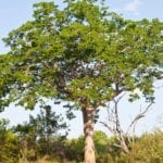 Mahoganhy树