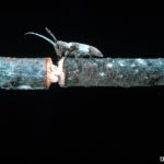 树枝切割机甲虫