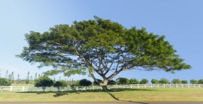 koa树