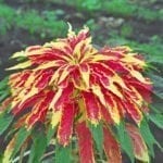 Amaranthus Tricolor.